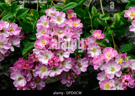 Rosa blush rambler rosa rambler Rampicate Scalata alpinisti la fioritura delle rose fiori pareti crescente sul muro di pietra fiore rosa Foto Stock