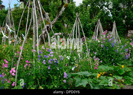 Lathyrus piselli dolci crescono piselli crescono piante wigwam supporta frame frame estate annuari arrampicatori arrampicata wigwams fiori Foto Stock