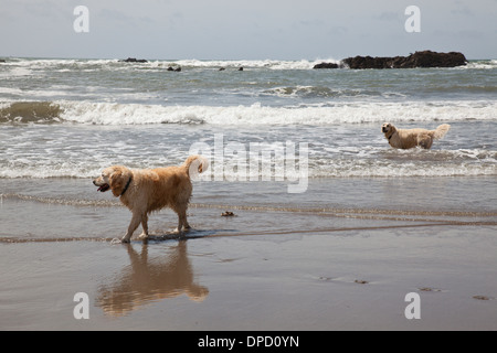 Due cani paddling in mare, Devon, Inghilterra Foto Stock