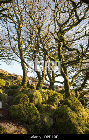 Wistman il legno, un antico bosco di querce a Dartmoor Devon, Regno Unito. Quercus robur - Farnia o inglese alberi di quercia Foto Stock