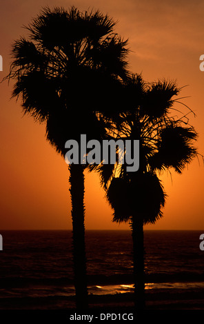 Palm tramonto, San Juan Capistrano, California Foto Stock