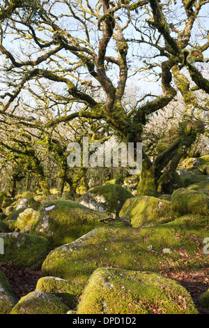 Wistman il legno, un antico bosco di querce a Dartmoor Devon, Regno Unito. Quercus robur - Farnia o inglese alberi di quercia Foto Stock
