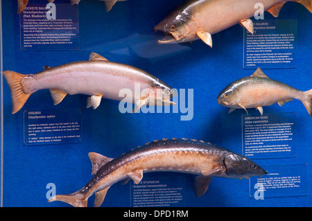 Pesce display a scaletta, Bonneville Dam, Columbia River Gorge National Scenic Area, Oregon Foto Stock