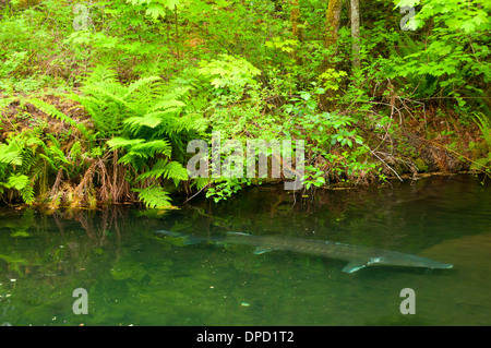 Visualizzazione di storione stagno, Bonneville Fish Hatchery, Columbia River Gorge National Scenic Area, Oregon Foto Stock