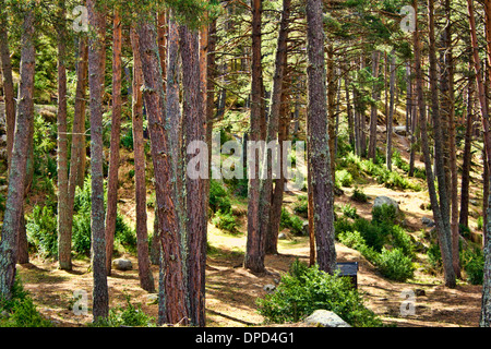 Tall tronchi di alberi con molla soleggiata Sunlights negli spazi aperti tra Foto Stock