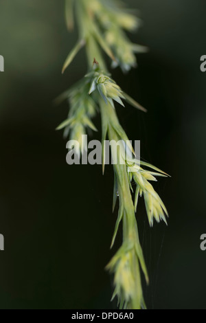 Primo piano di una strisciante ramo di ginepro Foto Stock