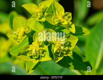 - Euforbia Euphorbia nereodum Close up di fiore Foto Stock