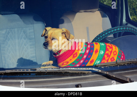 Cane crogiolarsi in una vettura nella soleggiata giornata invernale Foto Stock