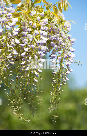 Close up del Glicine Fiori consegna dalla vigna all'aperto in giardino con il cielo blu e la profondità di campo. Foto Stock