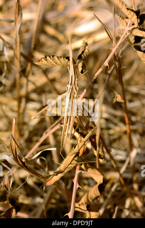 Grasshopper mimetizzata sulla vegetazione asciutta Foto Stock