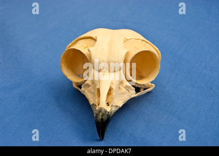 Gli uccelli rapaci cranio Foto Stock
