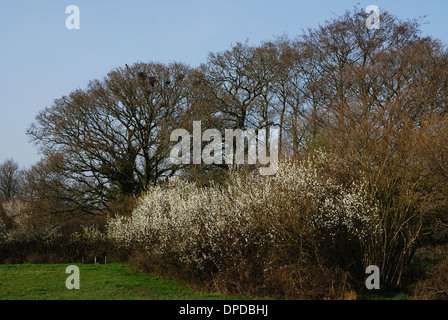 Una vista di prati Kingcombe DWT riserva. Dorset, Regno Unito Foto Stock