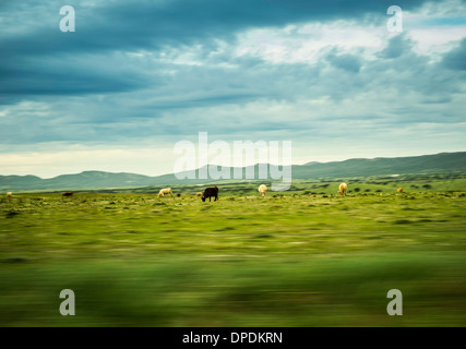 Le mucche in campo, la Mancha, in Spagna Foto Stock