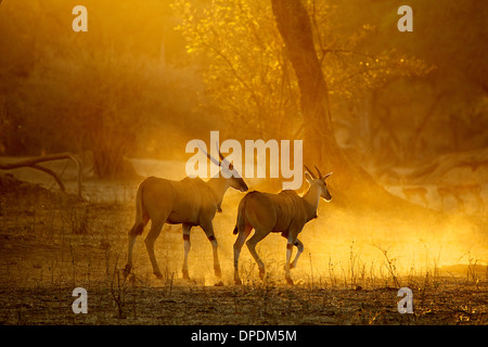 Eland acceso all'alba, Parco Nazionale di Mana Pools, Zimbabwe Africa Foto Stock