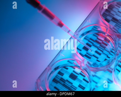 Il pipettaggio di campione nella vaschetta per il test del DNA Foto Stock