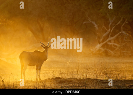 Eland all'alba, Parco Nazionale di Mana Pools, Zimbabwe Africa Foto Stock