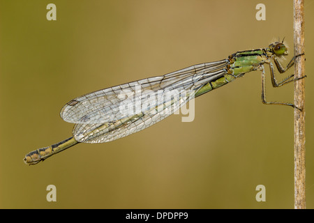 Modulo di colore verde femmina della comune damselfly blu, Enallagma cyathigerum catturata a Forder la riserva naturale Valle, Plymouth Foto Stock