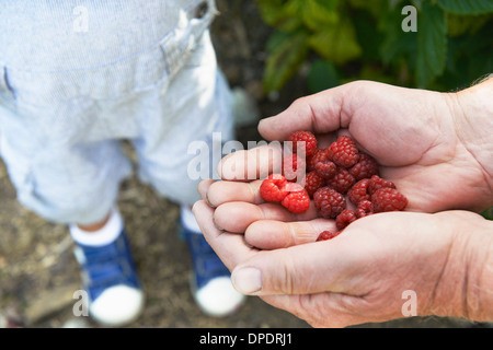 Il nonno di lamponi di condivisione con il nipote Foto Stock