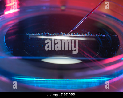 Il trasferimento nucleare, cellule staminali realizzata dal nucleo della cellula Foto Stock