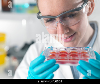 Donna scienziato esaminare lo stelo di colture cellulari in laboratorio Foto Stock