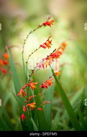 Crocosmia x crocosmiiflora fiori arancione - montbretia Foto Stock