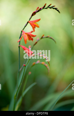 Crocosmia x crocosmiiflora fiori arancione - montbretia Foto Stock