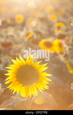 Girasoli nella luce solare Foto Stock