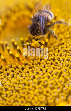 Ape su girasole, close up Foto Stock