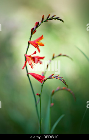 Crocosmia x crocosmiiflora fiori arancione - montbretia Foto Stock