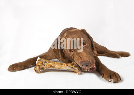 Il Labrador marrone con osso di grandi dimensioni Foto Stock