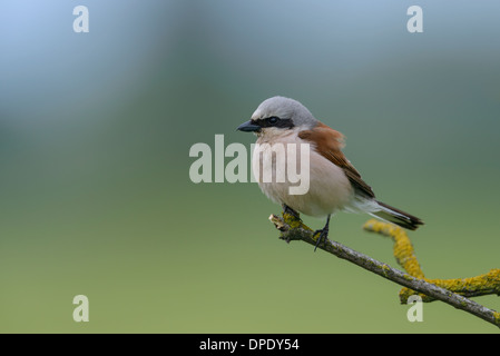 Maennlich Neuntoeter, Lanius collurio, maschio rosso-backed shrike Foto Stock