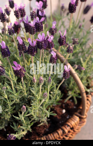 Fiori di lavanda in cesto in giardino Foto Stock