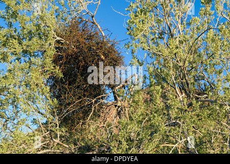 Vischio nel deserto (Phoradendron californicum), il Parco nazionale del Saguaro, West, Tucson in Arizona Foto Stock