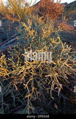 Pencil Cholla (Cylindropuntia ramosissima), il Parco nazionale del Saguaro West, Tucson, Arizona Foto Stock