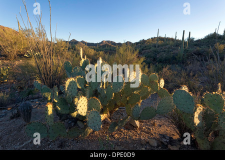 Engelmann il ficodindia cactus (Opuntia engelmannii), il Parco nazionale del Saguaro, West, Tucson in Arizona Foto Stock