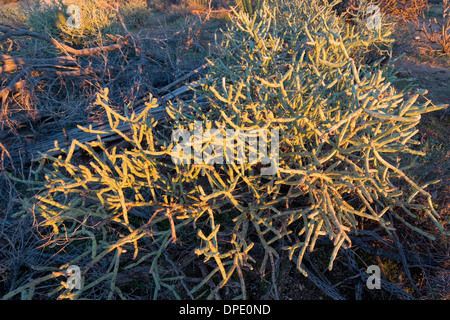 Pencil Cholla (Cylindropuntia ramosissima), il Parco nazionale del Saguaro West, Tucson, Arizona Foto Stock