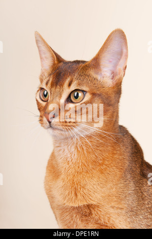 Ritratto di un gatto abissino su sfondo color crema Foto Stock