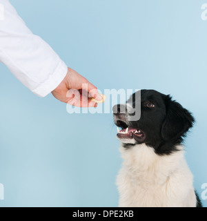 Vet sta dando una ricompensa per la coraggiosa cane Foto Stock