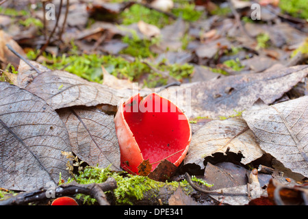 Sarcoscypha austriaca fungo Foto Stock