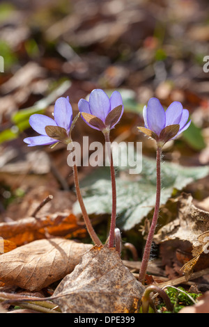 Fiori Liverwort Foto Stock