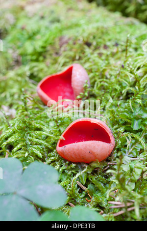 Sarcoscypha austriaca fungo Foto Stock