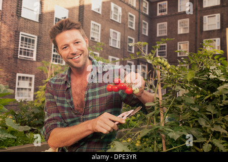 Metà uomo adulto la raccolta di pomodori sul consiglio di aggiudicazione station wagon Foto Stock