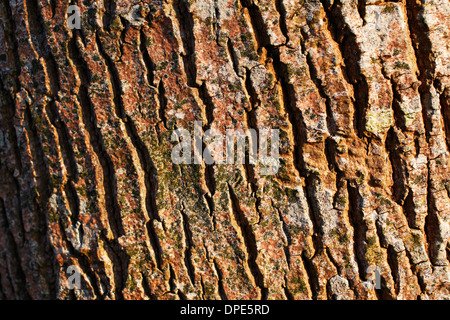 Un ritratto di close-up di una corteccia di albero Foto Stock