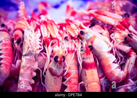 Close up di molti gamberetti e gamberi. Foto Stock