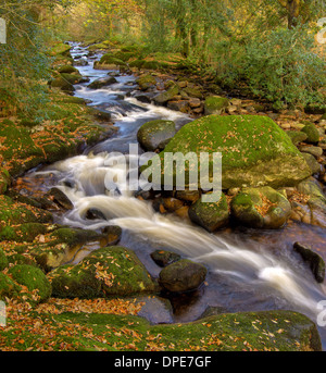 Fiume Aune, durante l'autunno a fondo Didisworthy Woods - nel Parco Nazionale di Dartmoor Foto Stock