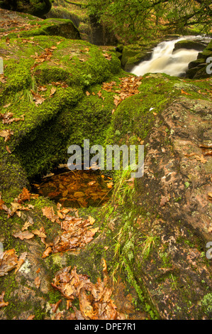 Fiume Aune, durante l'autunno a fondo Didisworthy Woods - nel Parco Nazionale di Dartmoor Foto Stock