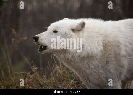 Arctic lupo ( Canis lupus arctos ) ululati negli alberi. Vista laterale. Foto Stock