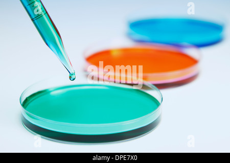 Il pipettaggio di liquido colorato in capsule di petri Foto Stock