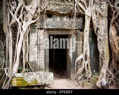 Strangler fig alberi crescono fuori le rovine del tempio di Ta Prohm in Angkor, Siem Reap Provincia, in Cambogia. Foto Stock