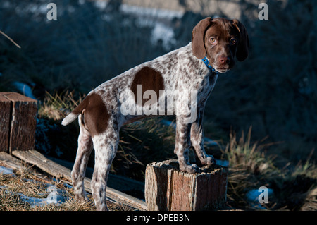 Braque Francais quattro mese vecchio cucciolo Foto Stock